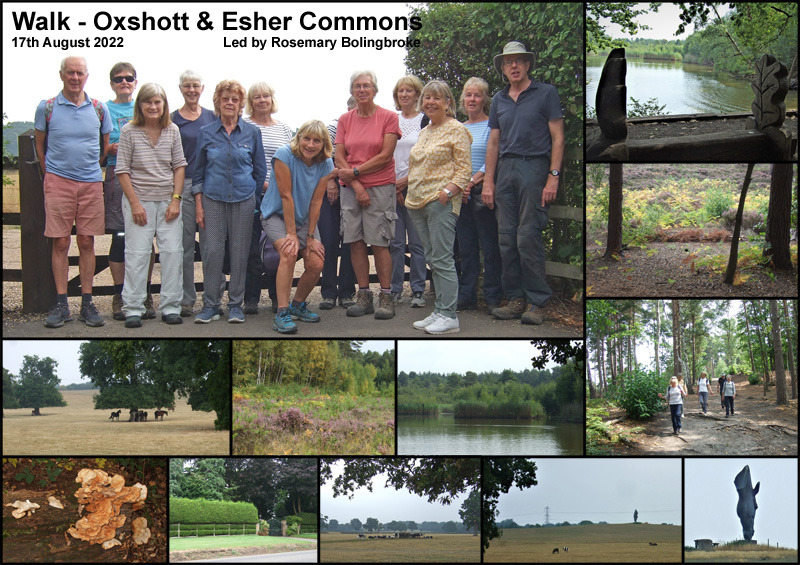 Walk - Oxshott and Esher Commons - 17th August 2022